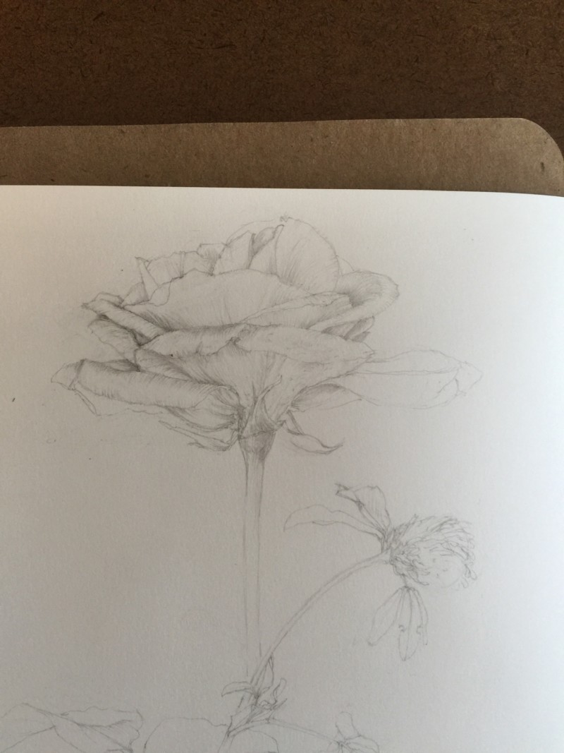 a-rose-study