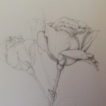 garden-in-graphite
