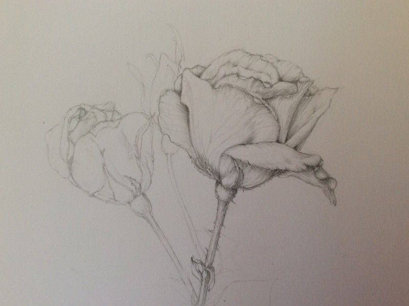 garden-in-graphite