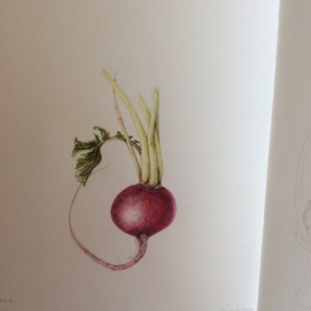 radish-6