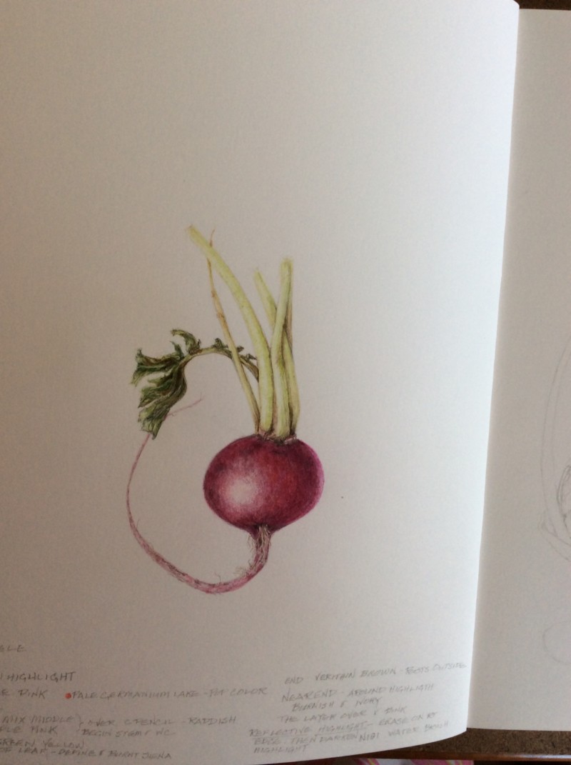 radish-6