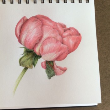 pink-peony-2