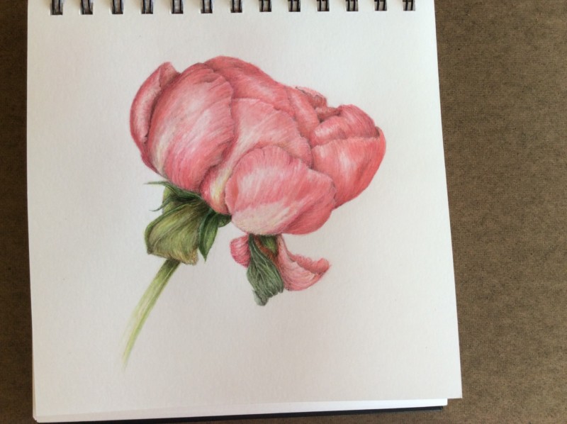 pink-peony-2