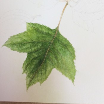 hydrangea-oak-leaf