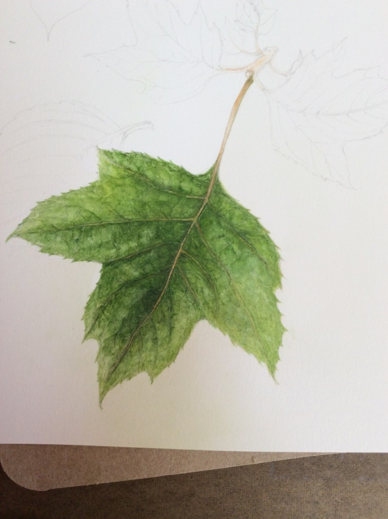 hydrangea-oak-leaf
