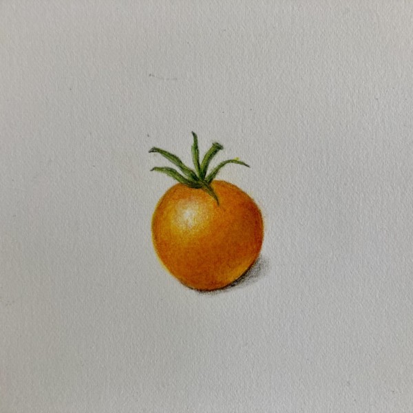 Sungold cherry tomato