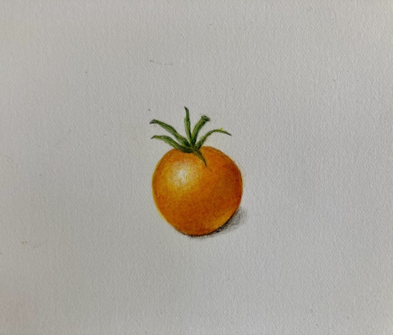 sungold-cherry-tomato