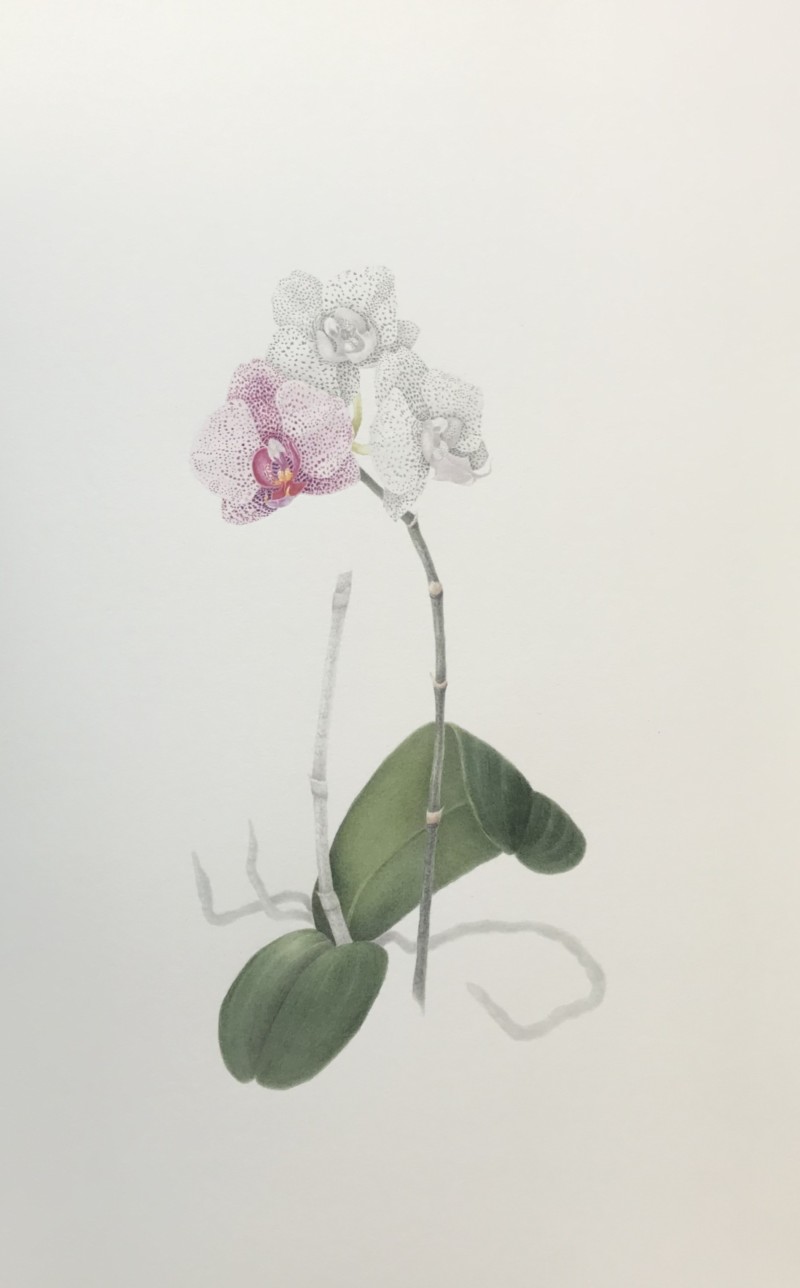 orchid-2