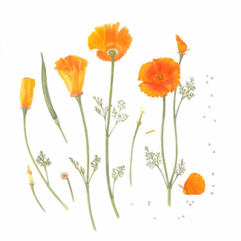 california-poppy