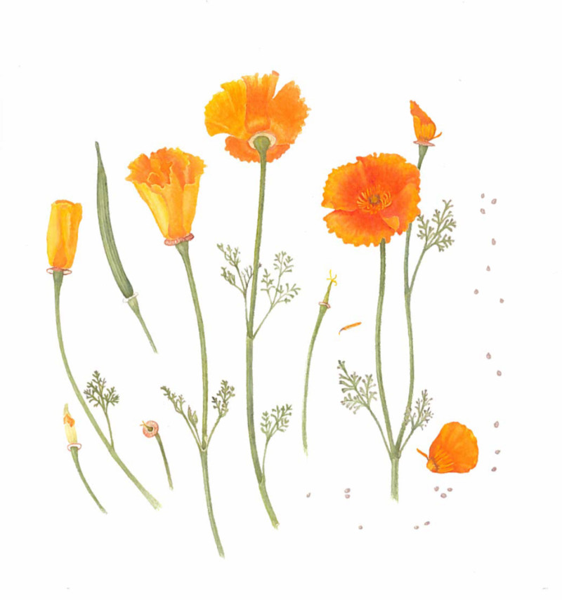 california-poppy