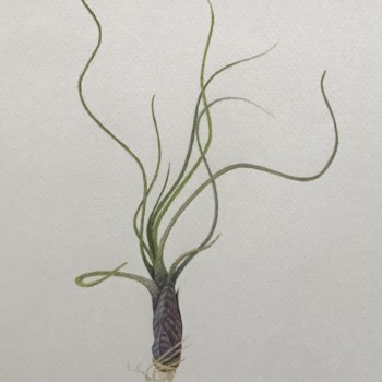 tillandsia-airplant