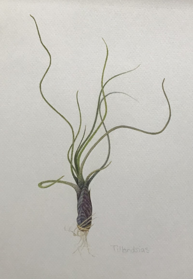 tillandsia-airplant