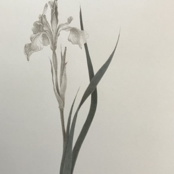 Wild iris Mammoth Lakes CA