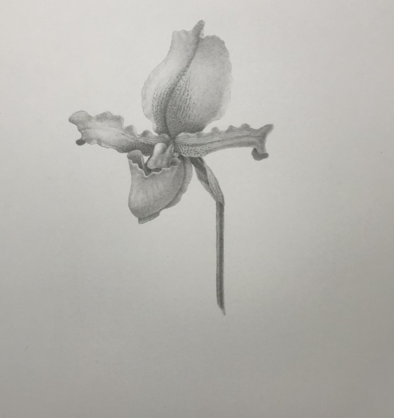 slipper-orchid-paphiopedilum-spicerianum
