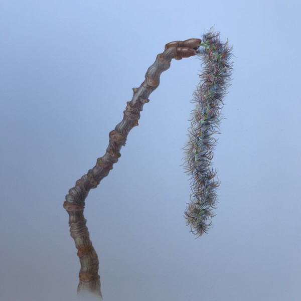 LizMalecatkinPopulus_tremuloides