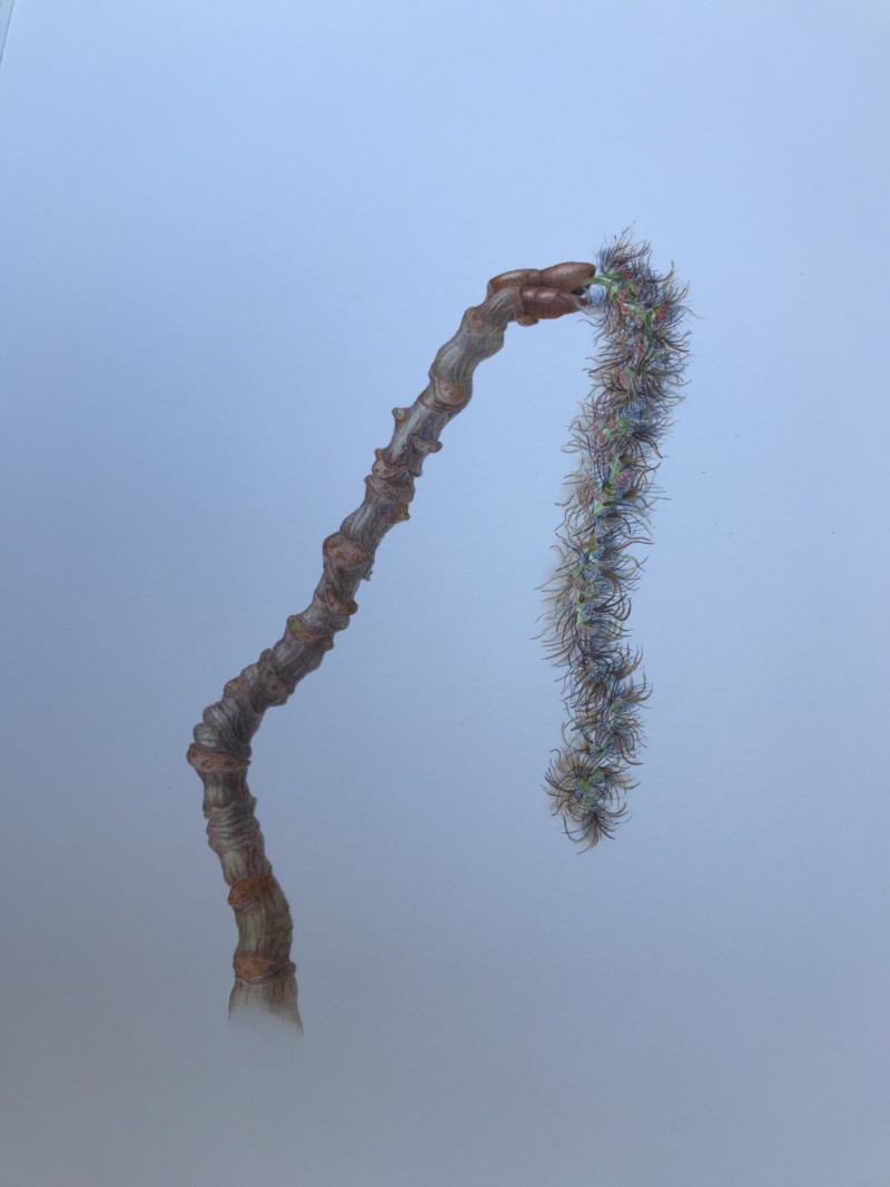 lizmalecatkinpopulus_tremuloides