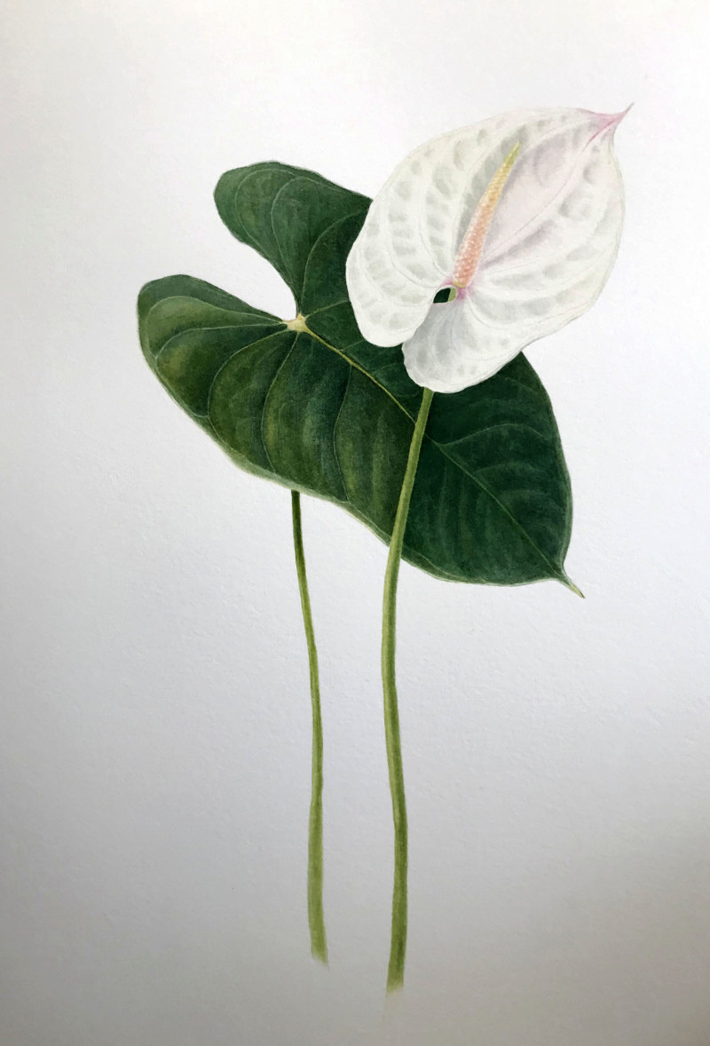 anthurium