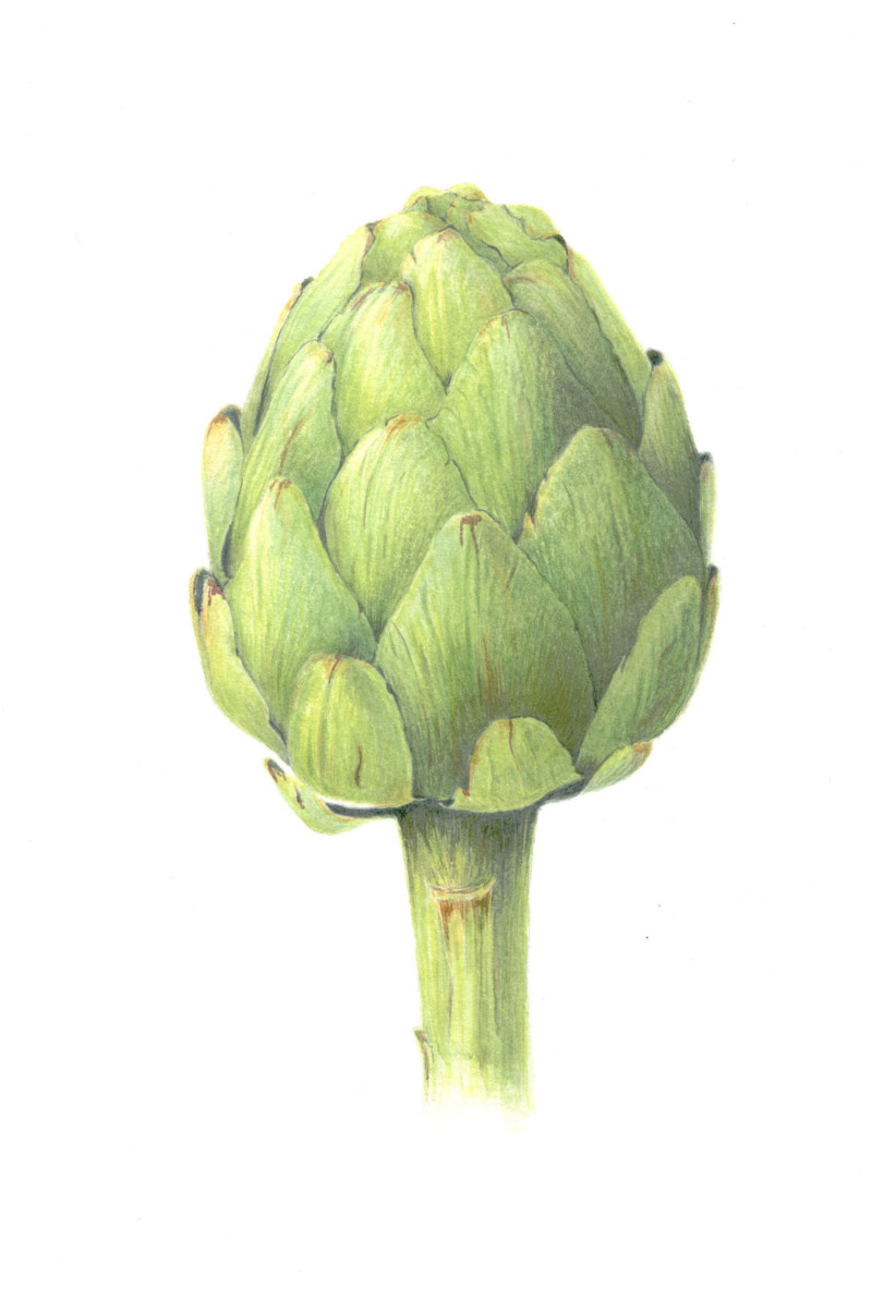 artichoke-3