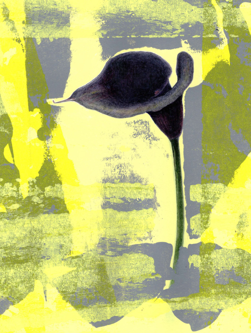 calla-lily-3