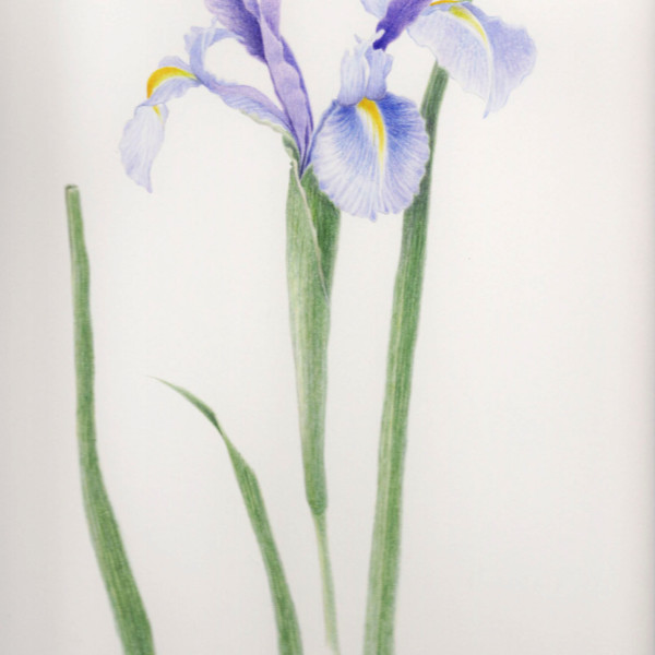 Iris hollandica