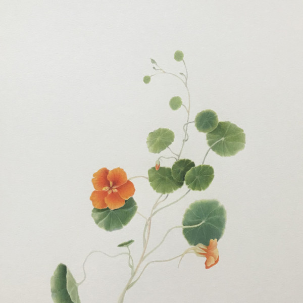 Nastursiums