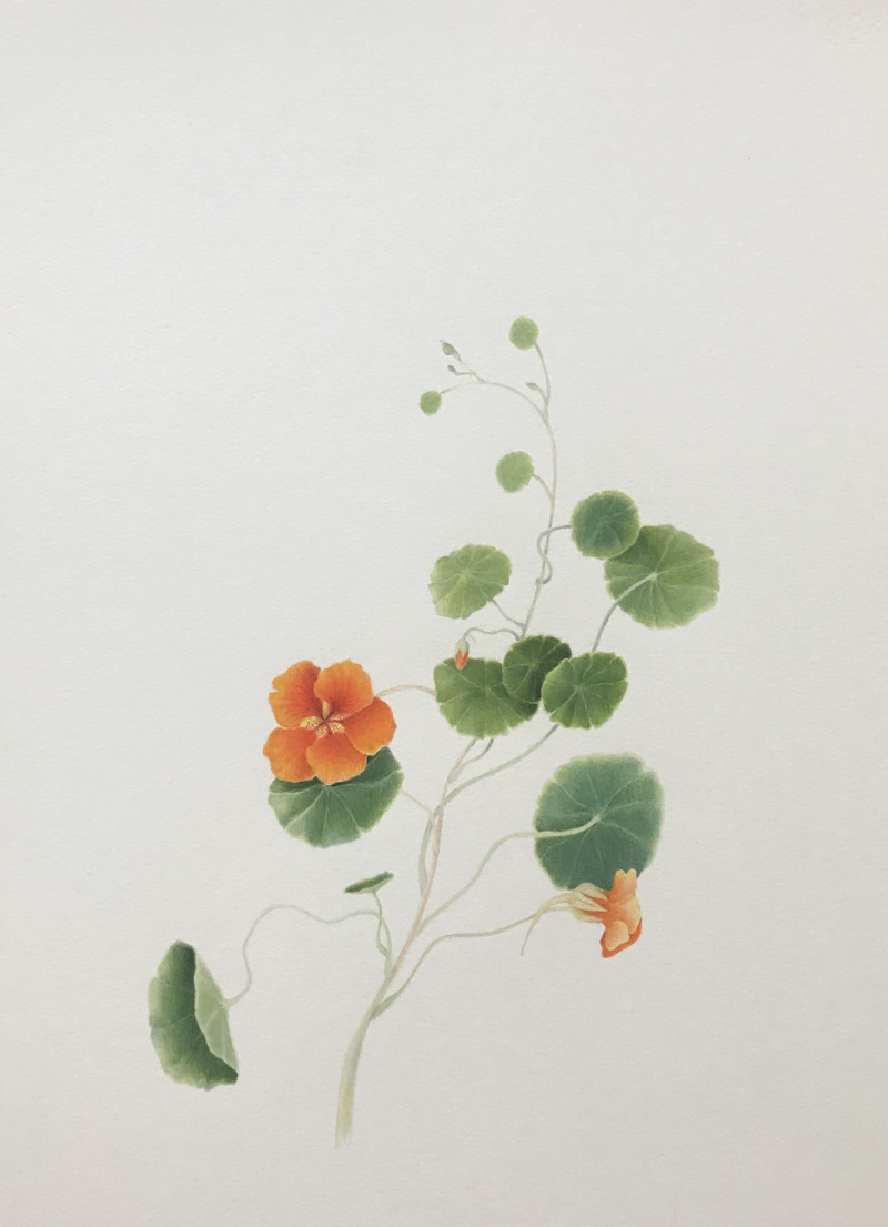 nastursiums