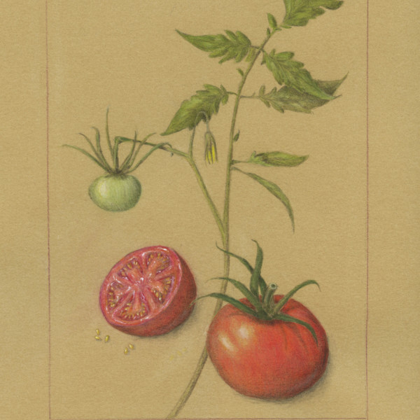 Big Beef Tomato