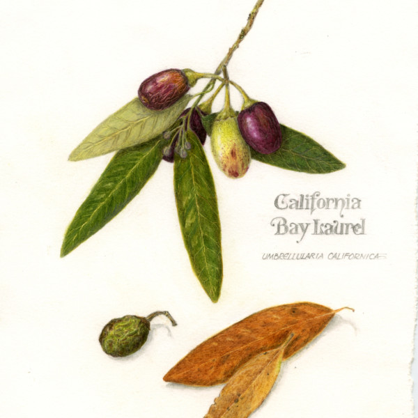 California Bay Laurel