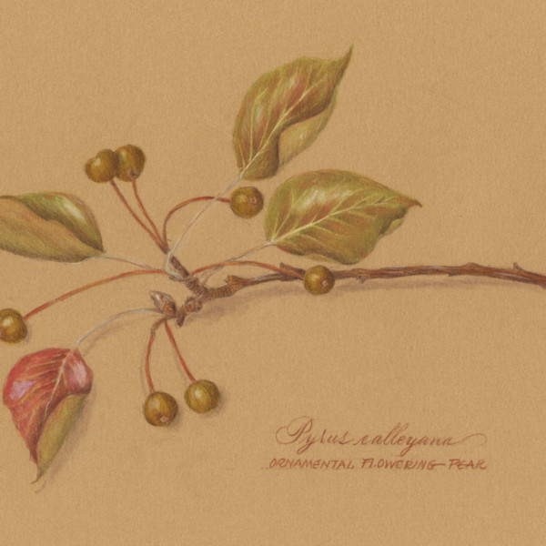 Ornamental Pear Branch