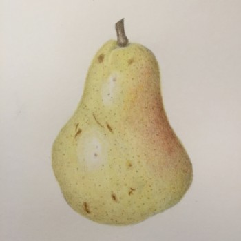 pear-5