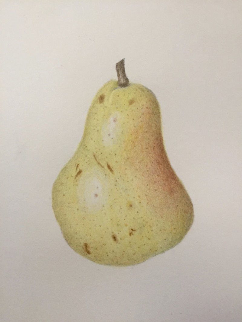 pear-5