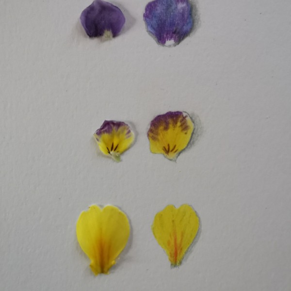 Lessons 32/33 Petals