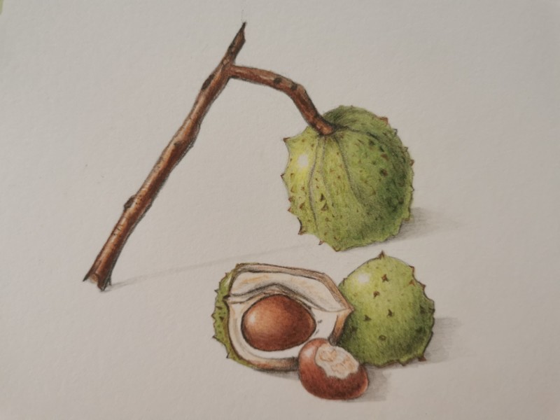 horse-chestnut-3
