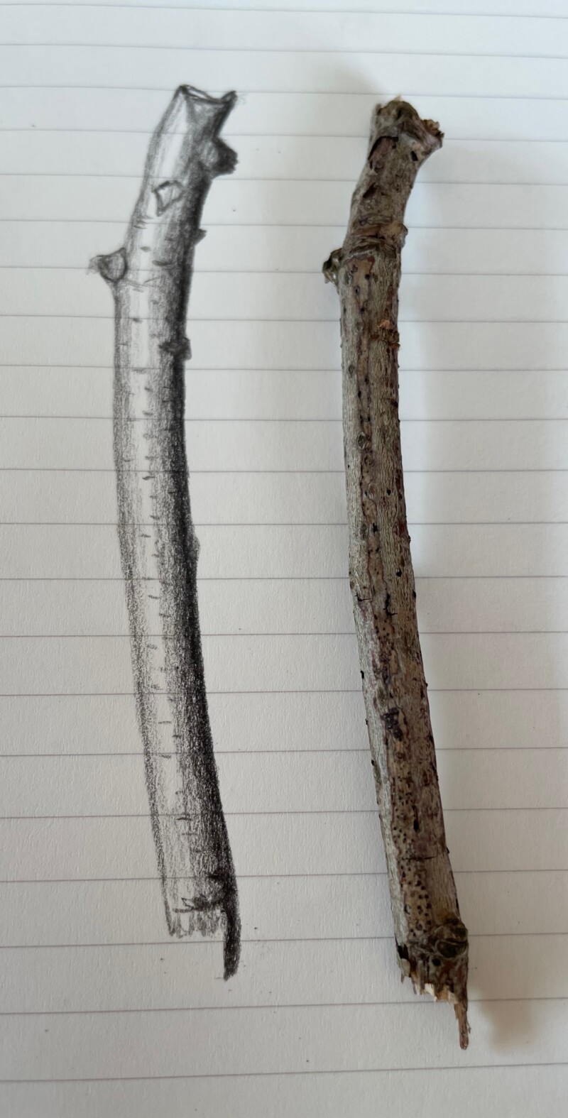 branch-22jul26