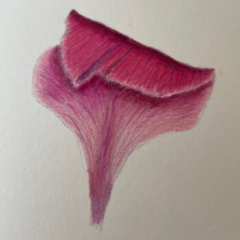 folded-gladiolus-petal