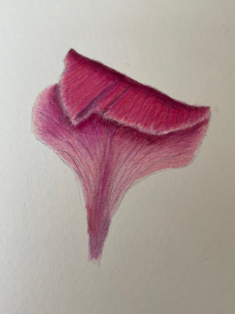folded-gladiolus-petal