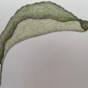 net-veined-leaf