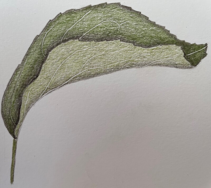 net-veined-leaf