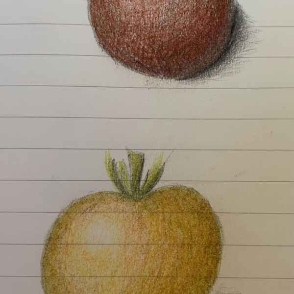 Tomatoes 19jul26