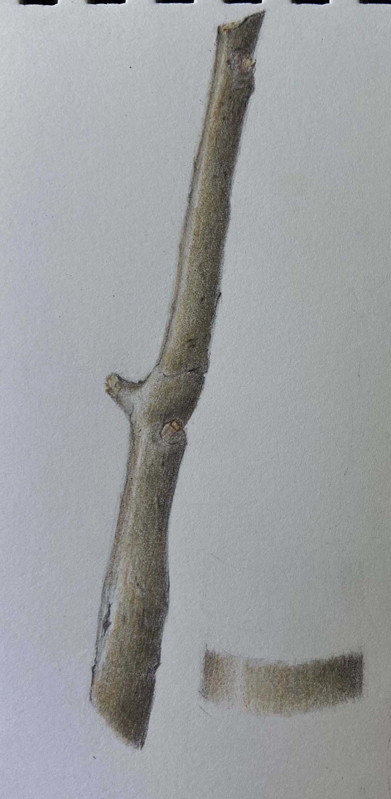 branch-part-1-3