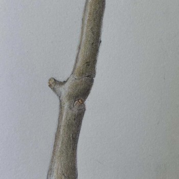 branch-part-1