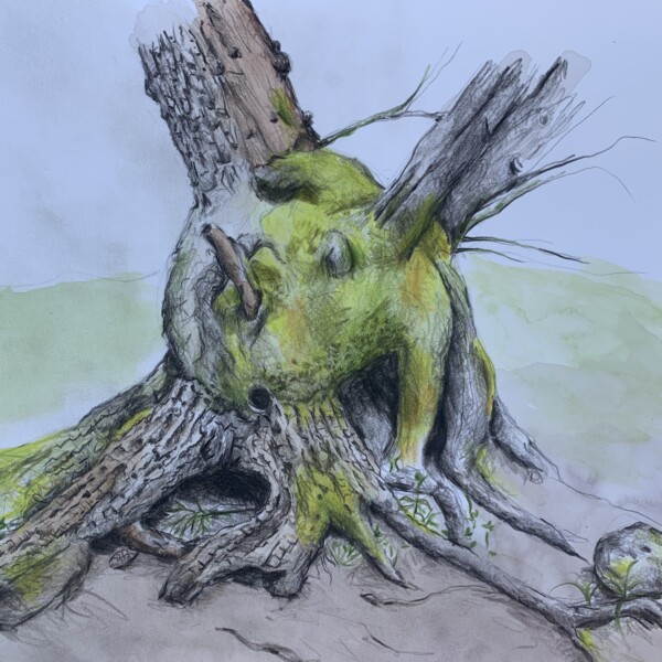 Ashland tree stump