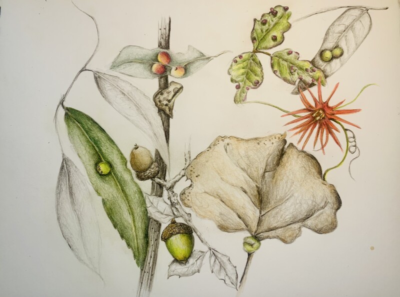 galls-etc