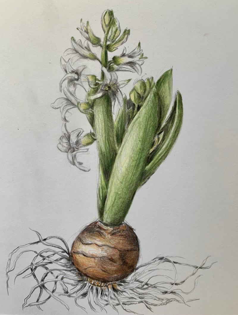 hyacinth