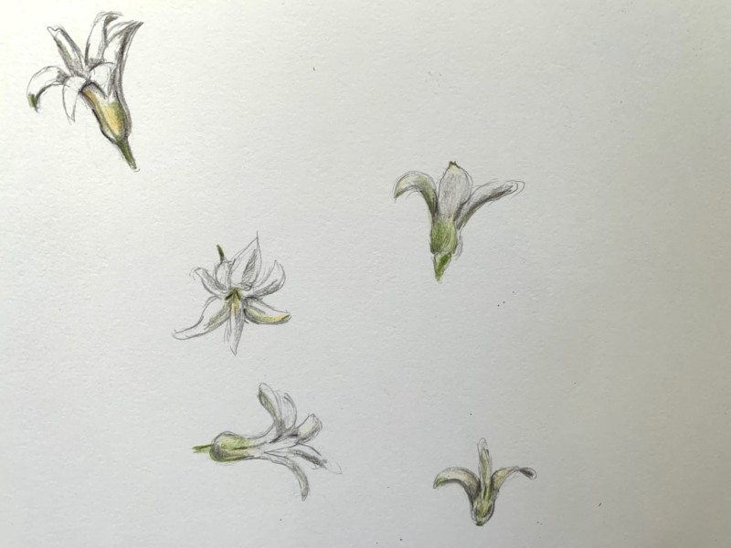 hyacinth-study