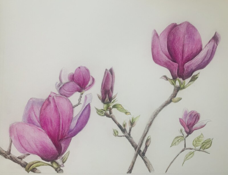 magnolia-huntington-garden
