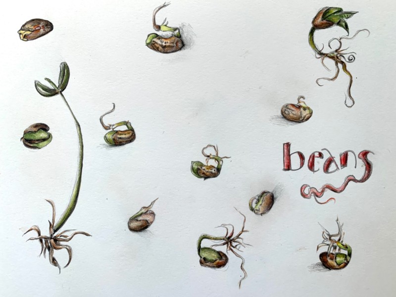 pinto-bean-study