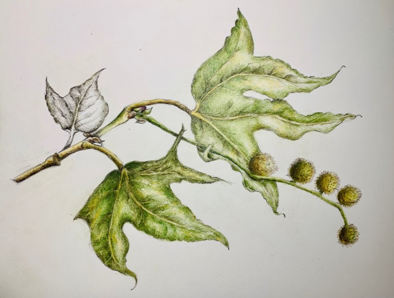 sycamore-branch
