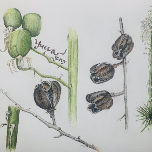 Yucca study