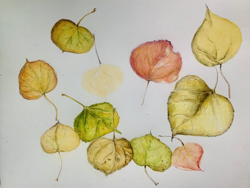 a-leaf-a-day-sierras